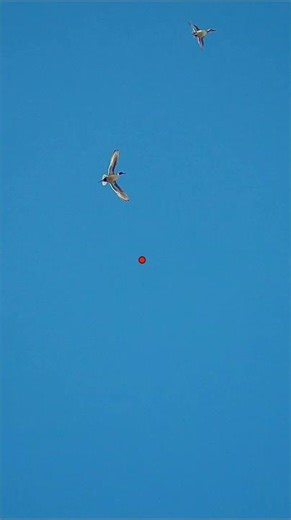 Most beautiful, clean and hardest hit shot of the day ? #duckhunting #hunting #duck ‪@bossshotshells‬