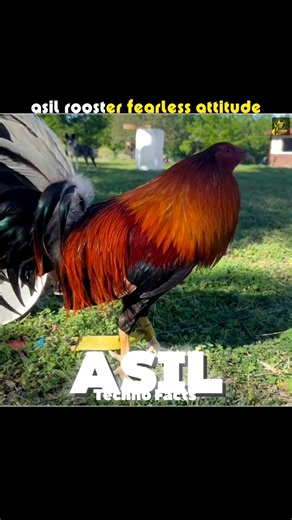 The Asil Rooster 🐓🔥 | India’s Most Powerful Chicken? #shorts #rooster