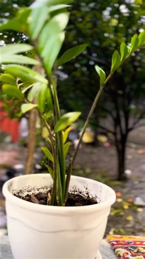 DIY Inventor Hack! Make a Simple Drip Irrigation System!