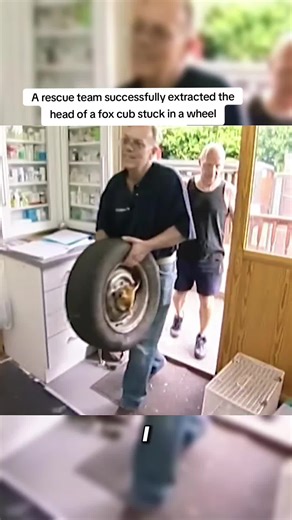 A rescue team successfully extracted the head of a fox cub stuck in a wheel. #rescue #fox #animals #fyp #usa
