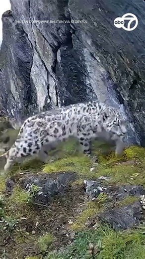 Crews Tag Snow Leopard in Bhutan Amid Conservation Efforts
