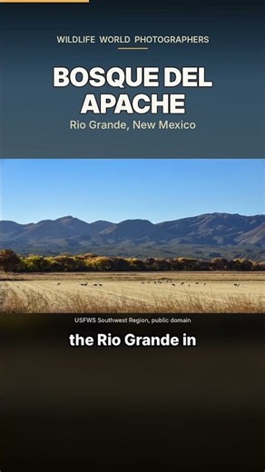 Where to see 14,000 sandhill cranes #shorts