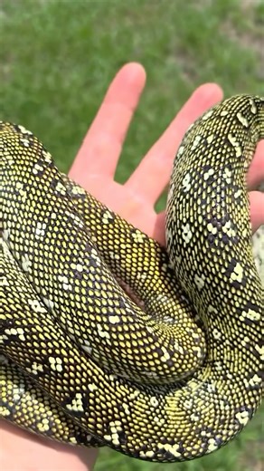 The Reptile Report on Instagram: "@official_snake_boi shares an amazing looking diamond python produced by @davidfeinprint! 🖤✨ TRR is made possible by @thebiodude #diamondpython #carpetpython #moreliaspilota #morelia #moreliapython #python #snake #reptile #reptilepets #reptilefanatics #reptilekeeper #herpetology #herpetoculture #thereptilereport #thereptilereportofficial"