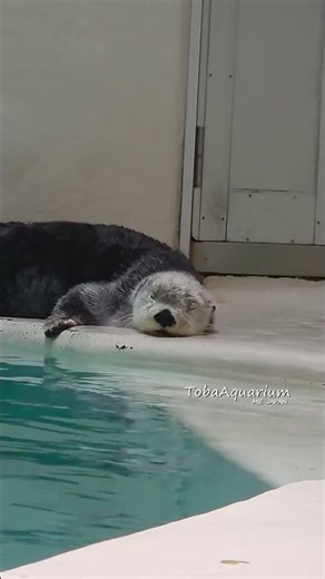 うとうとキラちゃん😪🌟鳥羽水族館tbaaquariumラッコseatter動物