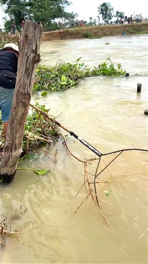 Real Life 100% Net Fishing 4Kg In River At The Countryside (Part 1602) #fishing #fish #new