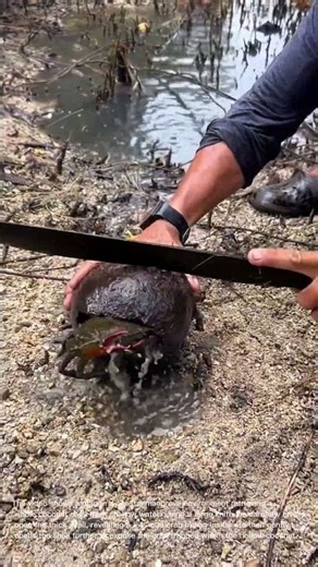 Finding a Giant Mud Crab Hidden Inside a Coconut Shell