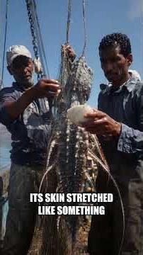 The DNA Of This Deep Sea Creature Is Unlike Anything Ever Seen On Earth