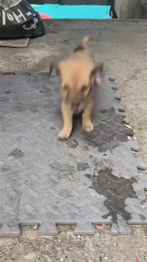 Doggy Yael Andrei video
