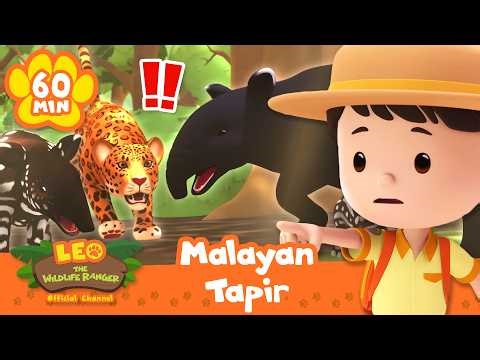 SAVE THE MALAYAN TAPIR FROM A LEOPARD! 🐆 Leo the Wildlife Ranger | Learning Animal Cartoons