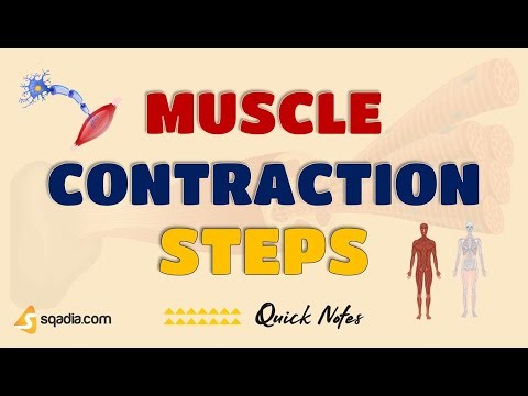 Muscle Contraction | Steps | Physiology