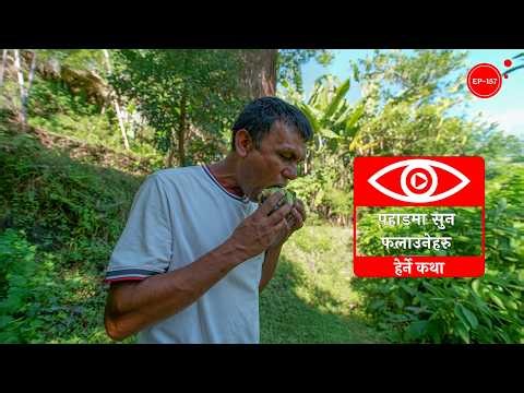 पहाडमा सुन फलाउनेहरु | Pahadma Sun Falauneharu | Herne Katha EP157 - हेर्ने कथा