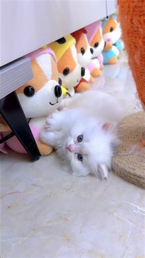 Finally Got A Girl Cat But The Boys Took Her House #cats #kitten #petlife