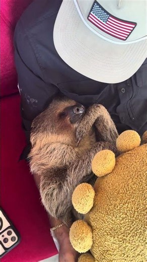 This Sloth Has Mastered the Art of Relaxing!