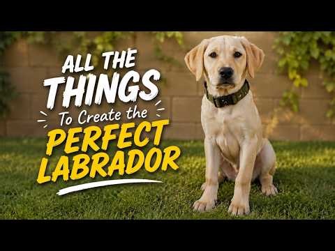 All the Things That Create the Perfect Labrador Retriever!!