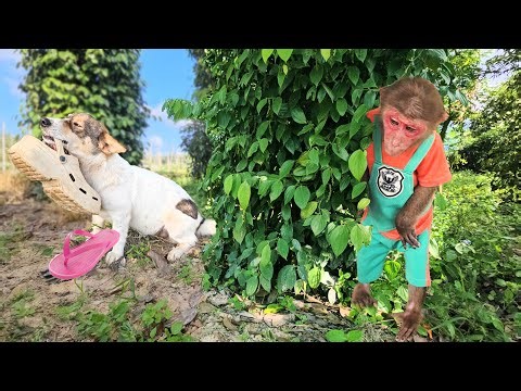 SU Becomes a Detective to Investigate the Strangest Case Ever The Missing Sandal