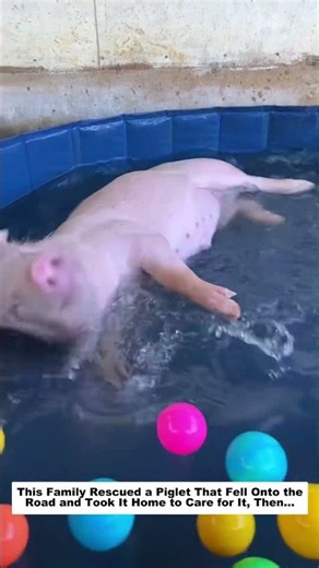 This Family Rescued a Piglet That Fell Onto the Road and Took It Home to Care for It, Then…