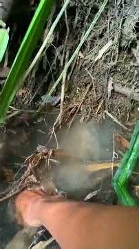 fishing big fish in river #fishing #fish #00238