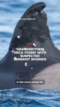 ‘Grandmother’ orca found with suspected gunshot wounds