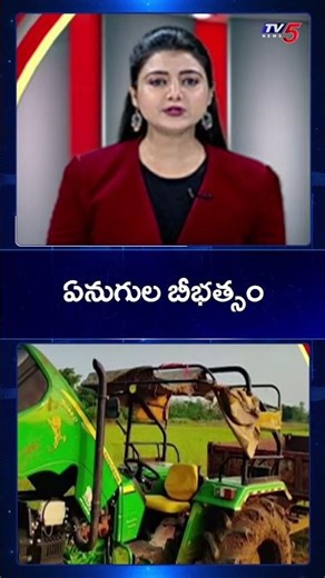 Wild Elephants Destroy Crops In Parvathipuram Manyam District Villages | TV5 News