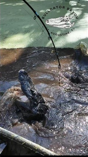 Hunting Gone Wrong With This Monster Gator