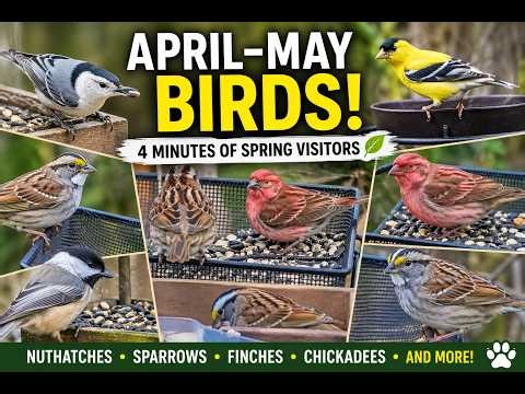 Spring Migration Explosion! April–May Backyard Birds in 4 Minutes 🌿🐦