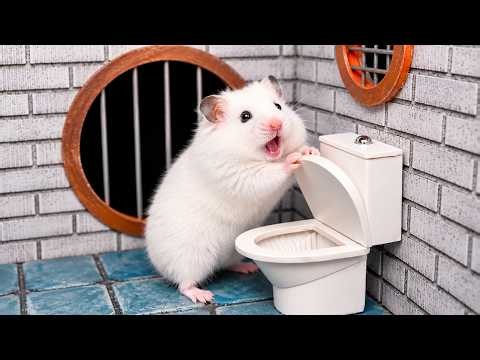 🛑Live: Smart Hamster Escape from the Impossible Prison Maze in Real Life | Hamster Life