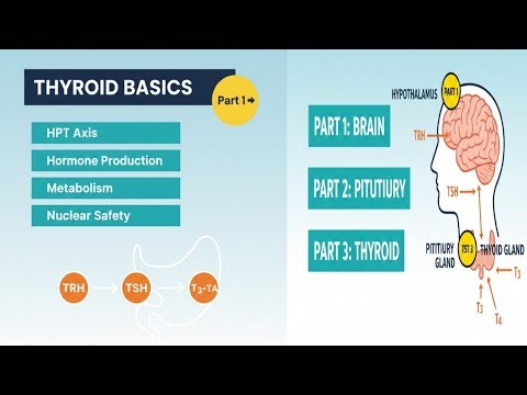 Thyroid Physiology Explained | Basics of T3 & T4 Hormones