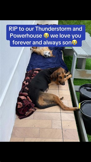 You changed our lives from the very first day papa 😭❤️ For the past 8 years, you’ve filled our hearts and home with a love so pure, overwhelming and priceless that words could never explain it. 🥹❤️ We are forever grateful that we chose to adopt you and give you the love, safety and affection you always deserved😭Little did we know that while we were giving you a home, you would end up giving us a love that changed our lives forever. 😭🥹 You will always be our baby, our blessing and a piece of