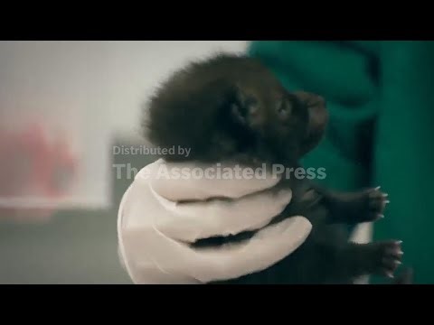 No cuddles, but lots of care: How a Paris-area wildlife hospital keeps rescued animals wild