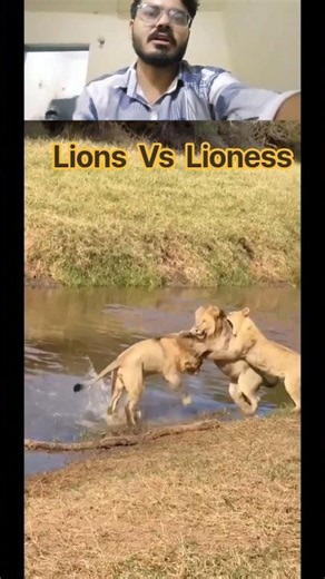 Lion Vs Lioness Epic Fight😱😳