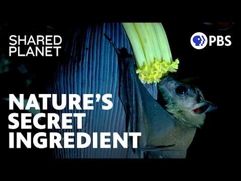 Why Bats Are the Secret Ingredient in Your Mezcal | Shared Planet