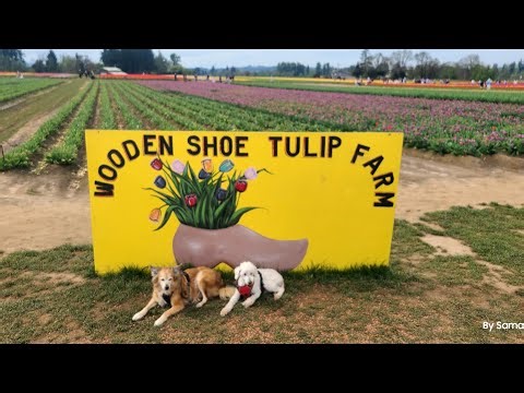 Visiting a Tulip Farm in Oregon