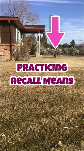 rescue cockapoo dog practices recall #cockapoo #dogtraining #recall #dogparents #rescuedog #goodboy