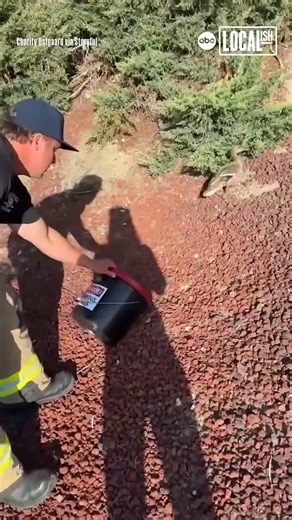 Ducklings rescued from storm drain