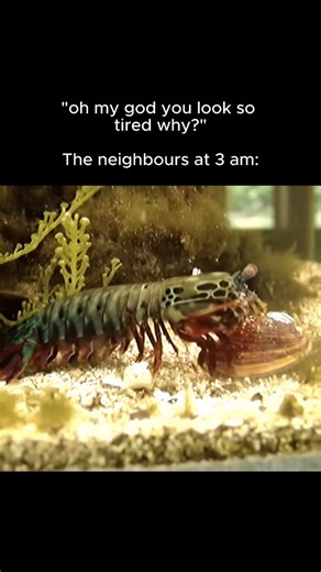 Frepsiz on Instagram: "🦗 Interesting fact: Praying mantises are one of the most efficient predators in the insect world, with the ability to rotate their heads nearly 180 degrees to track prey. They rely on patience rather than speed, staying completely still for long periods before striking with lightning fast forelegs designed to trap insects in a fraction of a second. Despite their calm appearance, mantises are surprisingly aggressive and even practice cannibalism, especially during mating. 