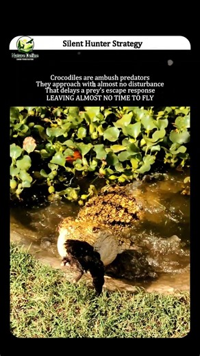 Why Crocodiles Hunt So Patiently