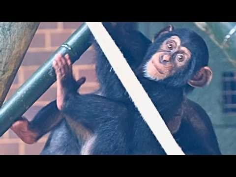 Baby Chimpanzee Learning To Climb