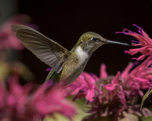 See a hummingbird this fall in Georgia? Here's the timeline for migration