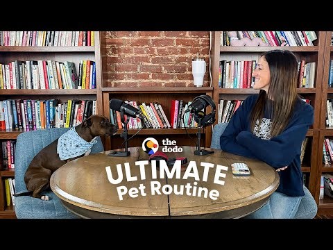 Inquisitive Pittie Is Mom's Podcast Co-Host | The Dodo