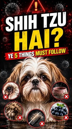 🐶 Shih Tzu Hai? Ye 5 Things MUST Follow! 🔥 | Shih Tzu Care Tips #dog #pets #shihtzu #petlover #short