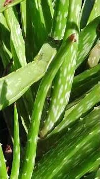 La Sábila con 'pecas' que resiste todo: #Aloemaculata 🌵