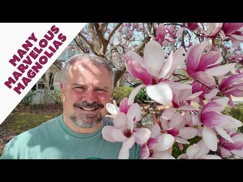 All About 20 Stunning Deciduous Magnolias - Flower, Fragrance, and Form