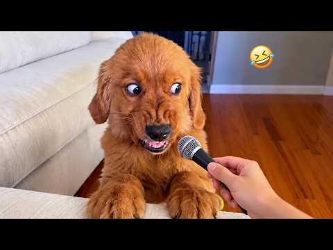 Dogs Make Every Ordinary Moment Hilarious 😂🐶 Funny Dog Videos 2026