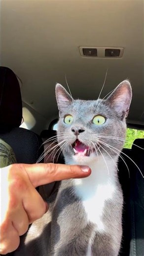 The FUNNIEST Pets Of July