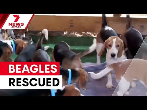 1,500 research beagles rescued for new homes | 7NEWS