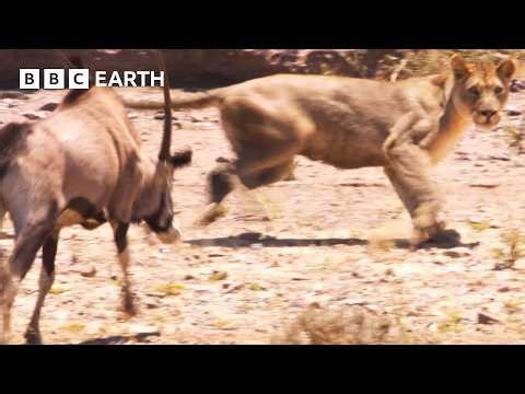 1 Hour of Nature's Deadliest Animal Showdowns | BBC Earth