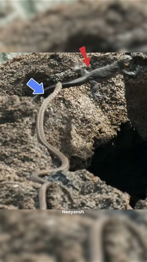 Iguana🦎 vs Snake 🐍