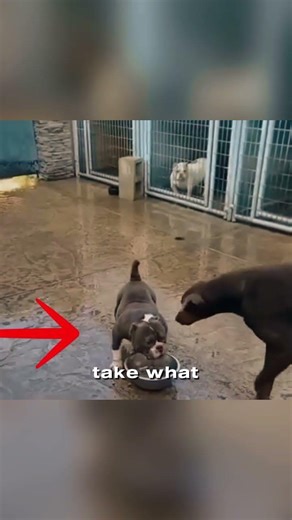 Doberman Pinscher vs American Bully – The Moment Confidence Beats Intimidation
