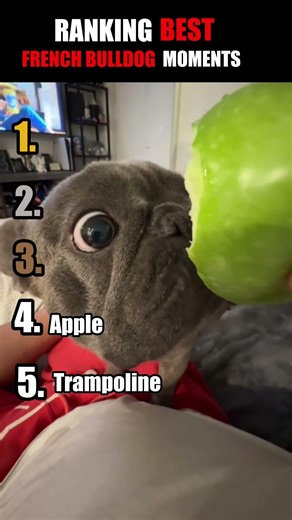 Best French BullDog Moments #funny #shorts