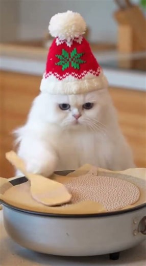 A Persian Cat is Cooking Injera with Mixed Stews
